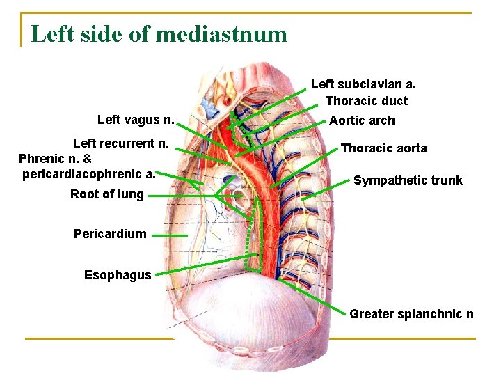 Left side of mediastnum Left subclavian a. Thoracic duct Left vagus n. Left recurrent