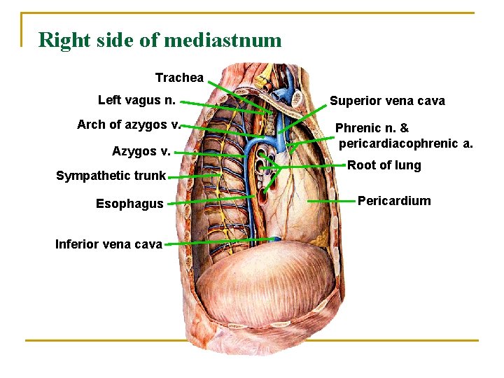 Right side of mediastnum Trachea Left vagus n. Arch of azygos v. Azygos v.