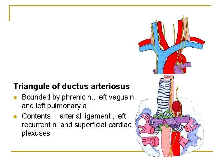 Triangule of ductus arteriosus n n Bounded by phrenic n. , left vagus n.