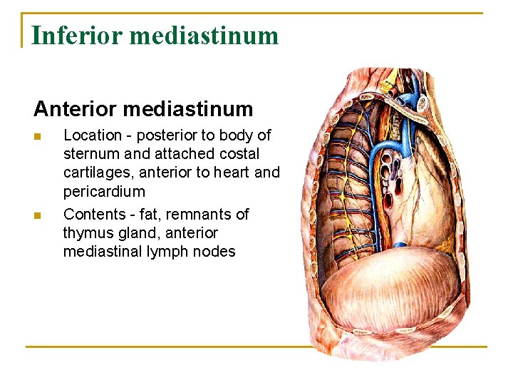 Inferior mediastinum Anterior mediastinum n n Location - posterior to body of sternum and