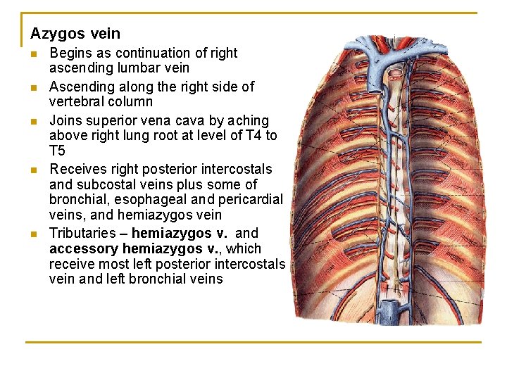 Azygos vein n n Begins as continuation of right ascending lumbar vein Ascending along