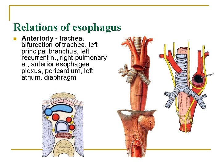 Relations of esophagus n Anteriorly - trachea, bifurcation of trachea, left principal branchus, left