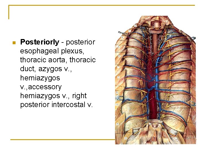 n Posteriorly - posterior esophageal plexus, thoracic aorta, thoracic duct, azygos v. , hemiazygos