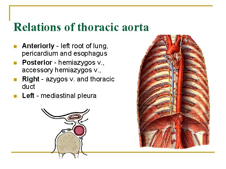 Relations of thoracic aorta n n Anteriorly - left root of lung, pericardium and