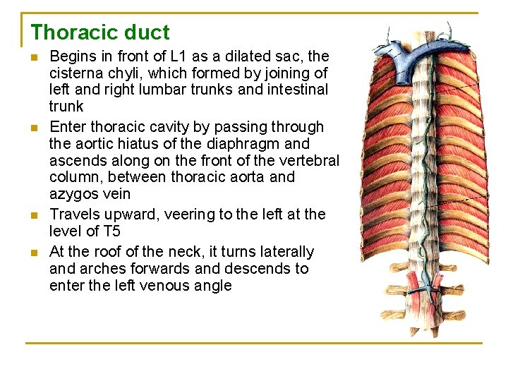 Thoracic duct n n Begins in front of L 1 as a dilated sac,