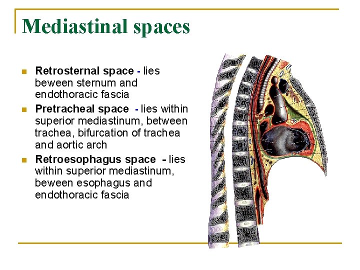 Mediastinal spaces n n n Retrosternal space - lies beween sternum and endothoracic fascia