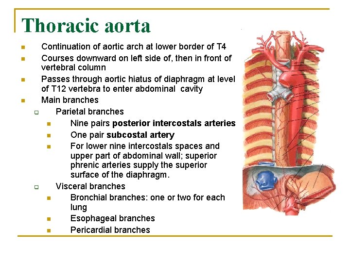 Thoracic aorta n n Continuation of aortic arch at lower border of T 4