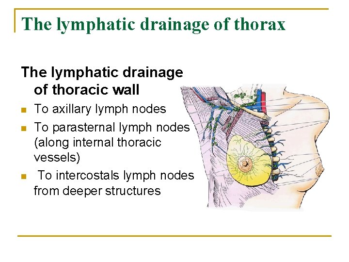 The lymphatic drainage of thorax The lymphatic drainage of thoracic wall n n n