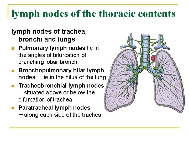 lymph nodes of the thoracic contents lymph nodes of trachea, bronchi and lungs n