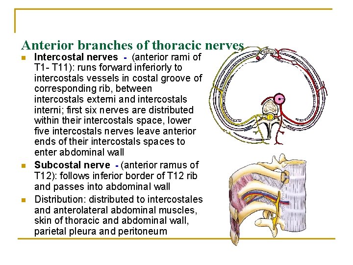 Anterior branches of thoracic nerves n n n Intercostal nerves - (anterior rami of