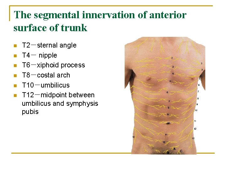 The segmental innervation of anterior surface of trunk n n n T 2－sternal angle