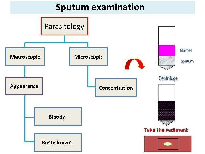 Sputum examination Parasitology Macroscopic Microscopic Appearance Concentration Bloody Take the sediment Rusty brown 