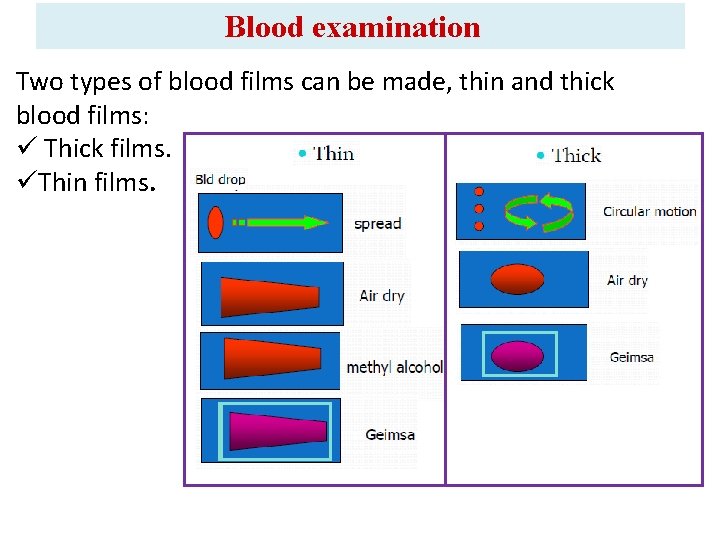 Blood examination Two types of blood films can be made, thin and thick blood