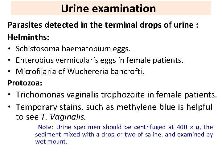 Urine examination Parasites detected in the terminal drops of urine : Helminths: • Schistosoma