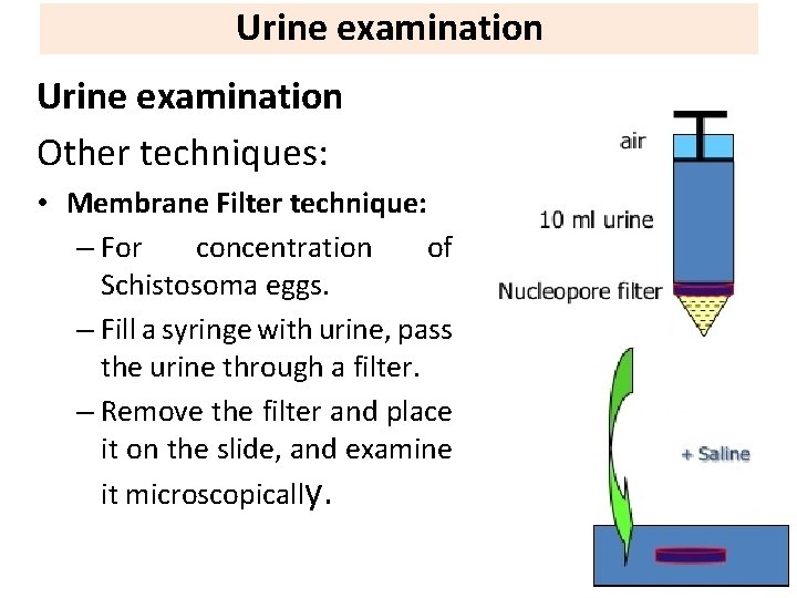 Urine examination Other techniques: • Membrane Filter technique: – For concentration of Schistosoma eggs.