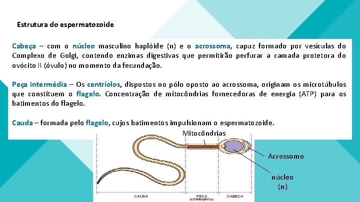 Estrutura do espermatozoide Cabeça – com o núcleo masculino haplóide (n) e o acrossoma,