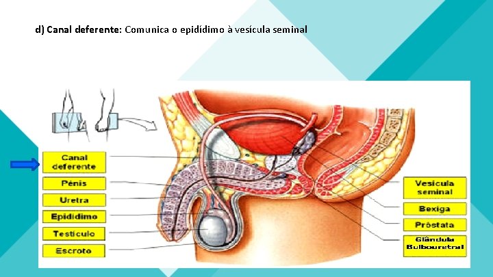 d) Canal deferente: Comunica o epidídimo à vesícula seminal 