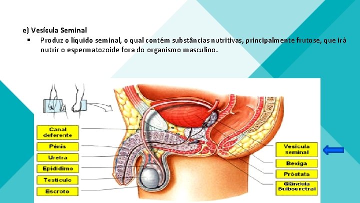 e) Vesícula Seminal § Produz o líquido seminal, o qual contém substâncias nutritivas, principalmente