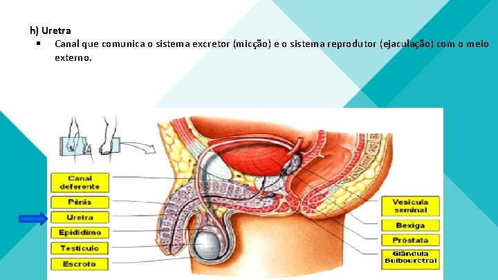 h) Uretra § Canal que comunica o sistema excretor (micção) e o sistema reprodutor