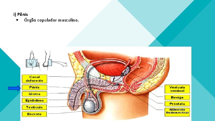 i) Pênis § Órgão copulador masculino. 