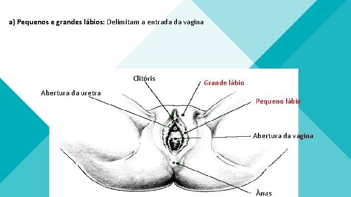 a) Pequenos e grandes lábios: Delimitam a entrada da vagina Clitóris Abertura da uretra