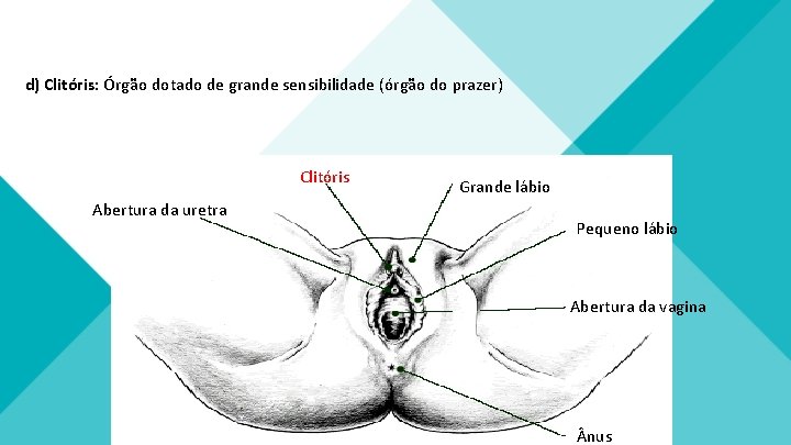 d) Clitóris: Órgão dotado de grande sensibilidade (órgão do prazer) Clitóris Abertura da uretra