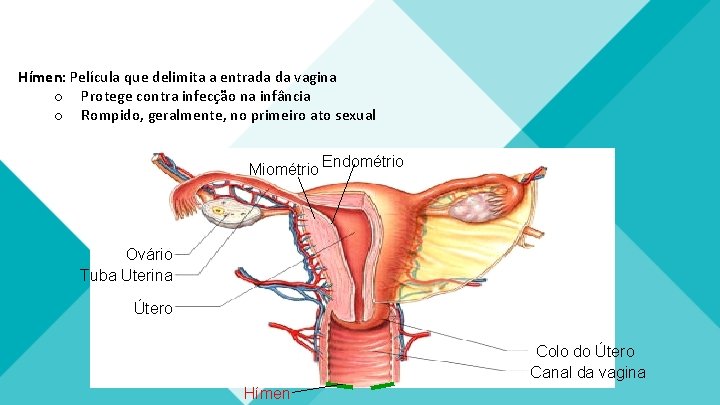 Hímen: Película que delimita a entrada da vagina o Protege contra infecção na infância