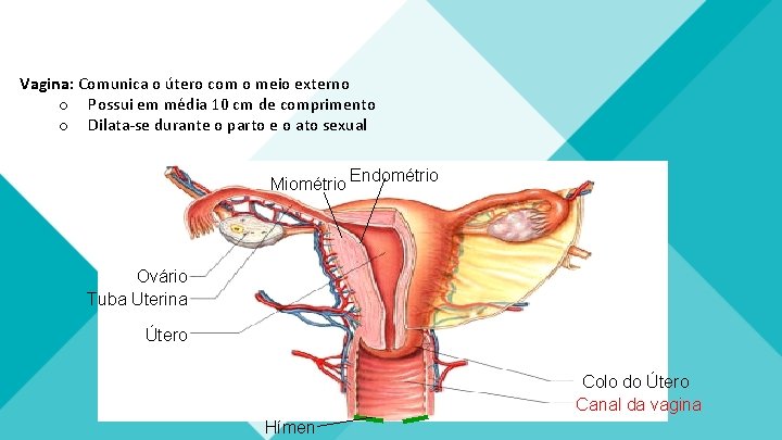 Vagina: Comunica o útero com o meio externo o Possui em média 10 cm