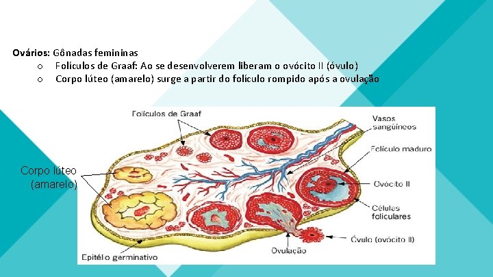 Ovários: Gônadas femininas o Folículos de Graaf: Ao se desenvolverem liberam o ovócito II