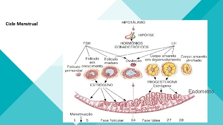 Ciclo Menstrual Endométrio 