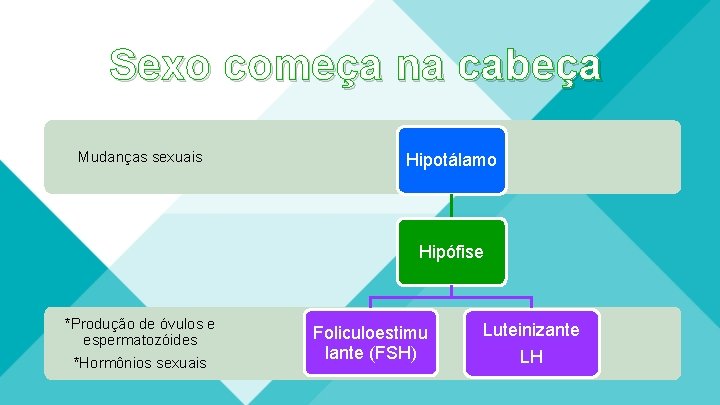 Sexo começa na cabeça Mudanças sexuais Hipotálamo Hipófise *Produção de óvulos e espermatozóides *Hormônios