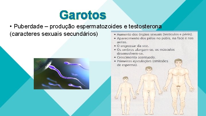 Garotos • Puberdade – produção espermatozoides e testosterona (caracteres sexuais secundários) 