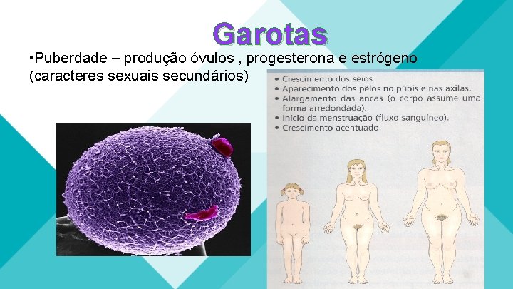 Garotas • Puberdade – produção óvulos , progesterona e estrógeno (caracteres sexuais secundários) 