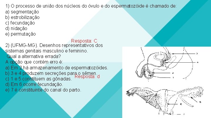 1) O processo de união dos núcleos do óvulo e do espermatozóide é chamado