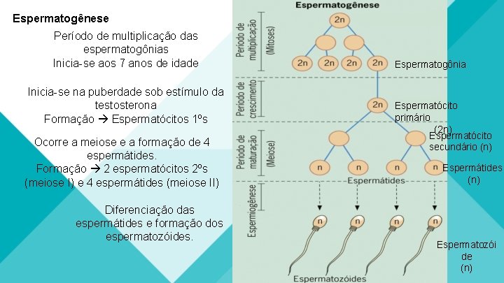 Espermatogênese Período de multiplicação das espermatogônias Inicia-se aos 7 anos de idade Inicia-se na