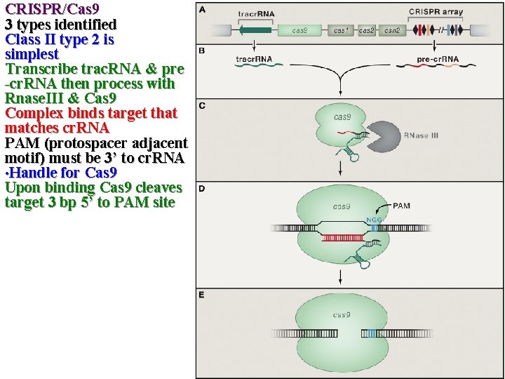 CRISPR/Cas 9 3 types identified Class II type 2 is simplest Transcribe trac. RNA