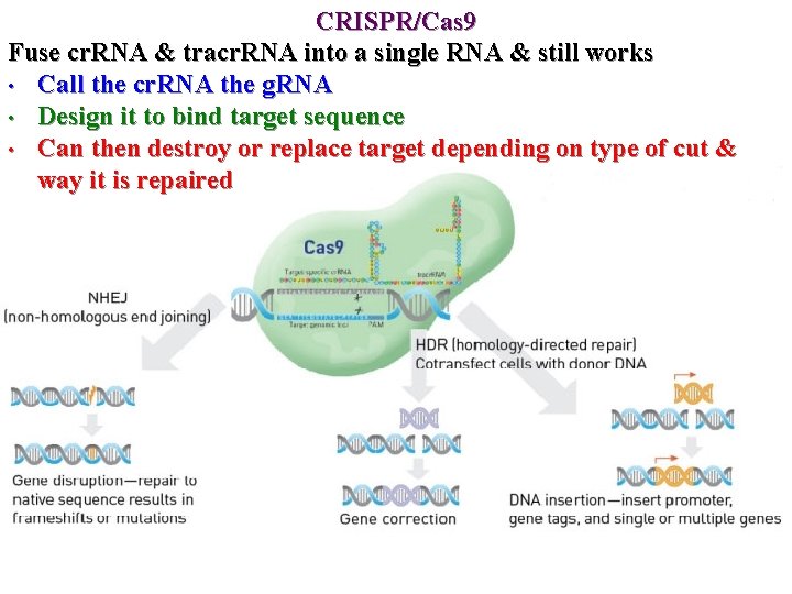 CRISPR/Cas 9 Fuse cr. RNA & tracr. RNA into a single RNA & still