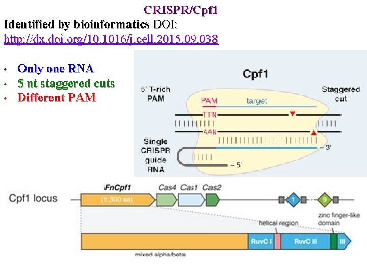 CRISPR/Cpf 1 Identified by bioinformatics DOI: http: //dx. doi. org/10. 1016/j. cell. 2015. 09.