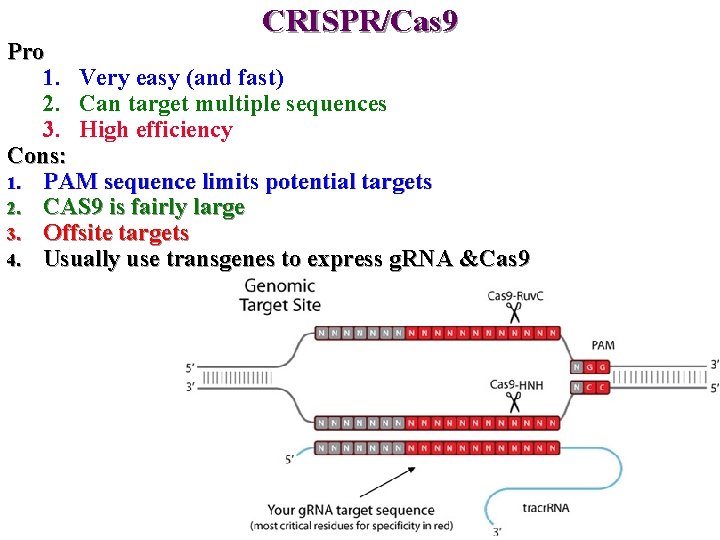 CRISPR/Cas 9 Pro 1. Very easy (and fast) 2. Can target multiple sequences 3.