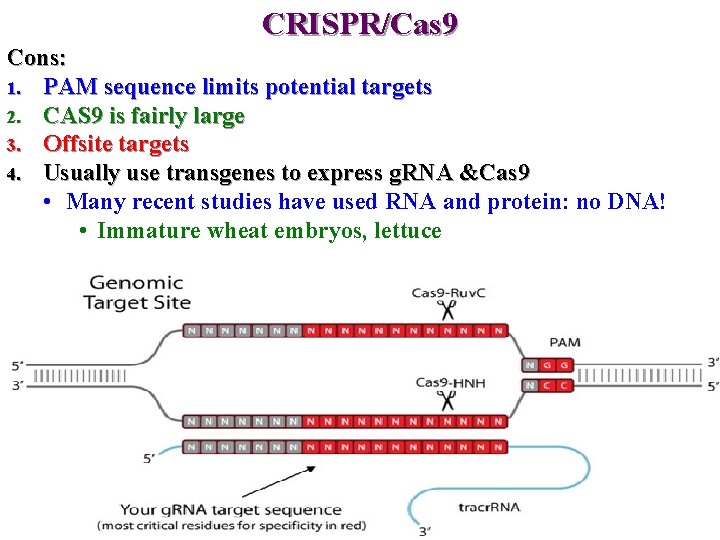 CRISPR/Cas 9 Cons: 1. PAM sequence limits potential targets 2. CAS 9 is fairly