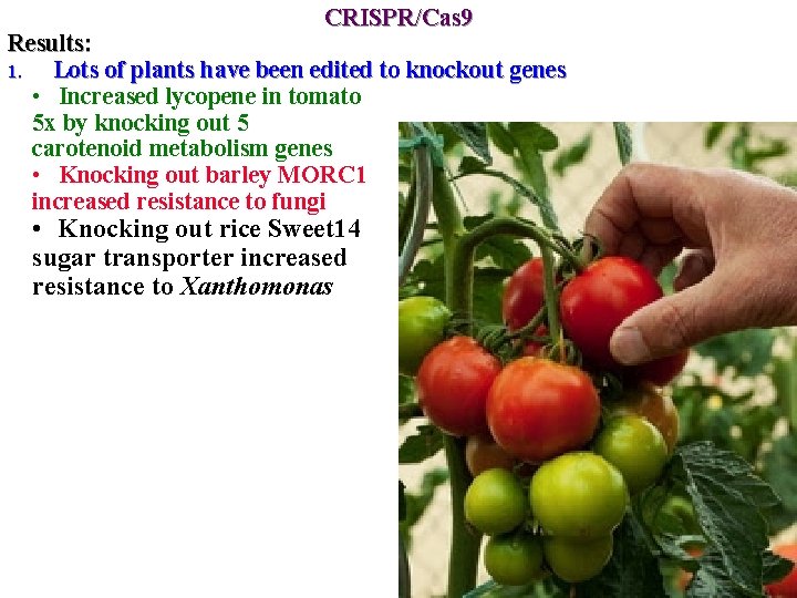 CRISPR/Cas 9 Results: 1. Lots of plants have been edited to knockout genes •