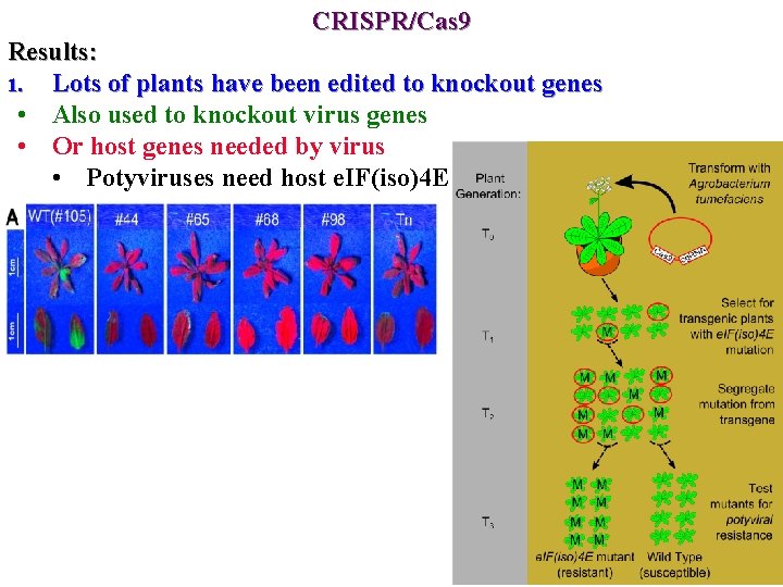 CRISPR/Cas 9 Results: 1. Lots of plants have been edited to knockout genes •