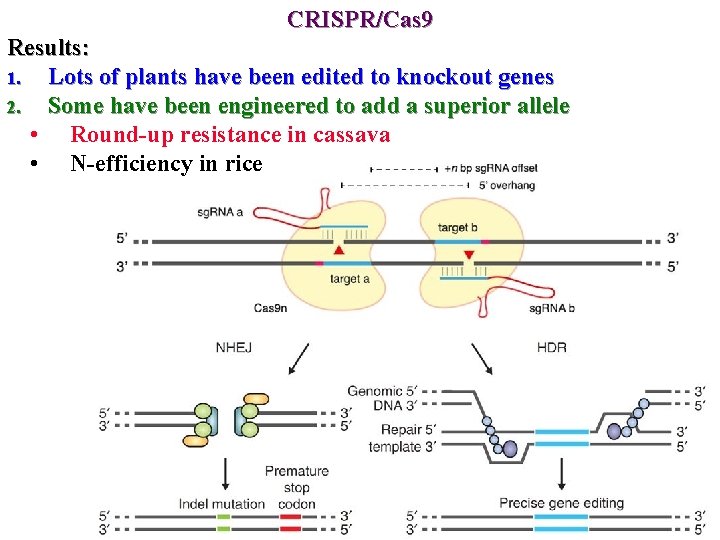 CRISPR/Cas 9 Results: 1. Lots of plants have been edited to knockout genes 2.