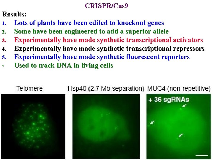 CRISPR/Cas 9 Results: 1. Lots of plants have been edited to knockout genes 2.