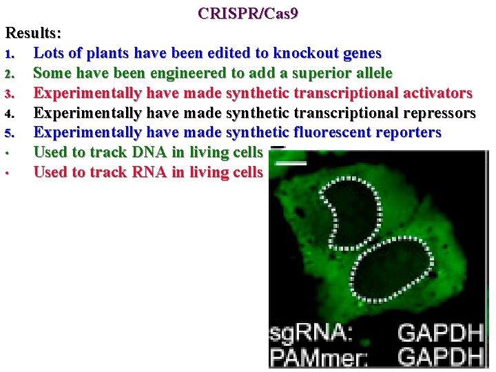 CRISPR/Cas 9 Results: 1. Lots of plants have been edited to knockout genes 2.