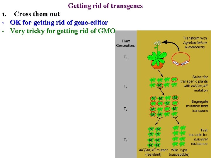 Getting rid of transgenes 1. • • Cross them out OK for getting rid