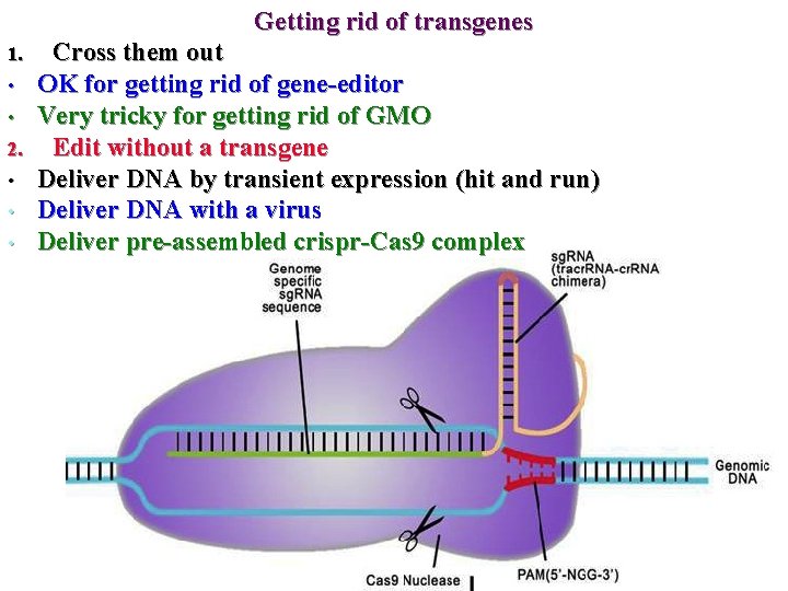Getting rid of transgenes 1. • • 2. • • • Cross them out