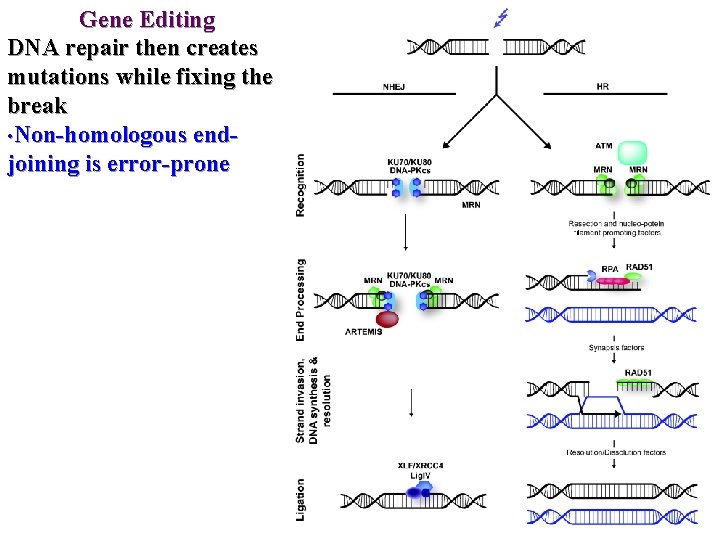 Gene Editing DNA repair then creates mutations while fixing the break • Non-homologous endjoining