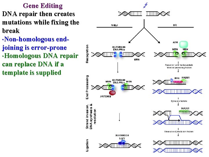 Gene Editing DNA repair then creates mutations while fixing the break • Non-homologous endjoining