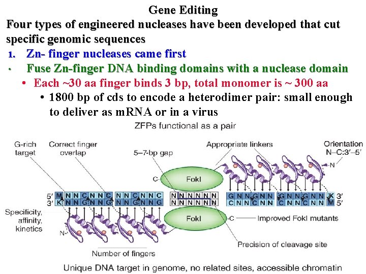 Gene Editing Four types of engineered nucleases have been developed that cut specific genomic